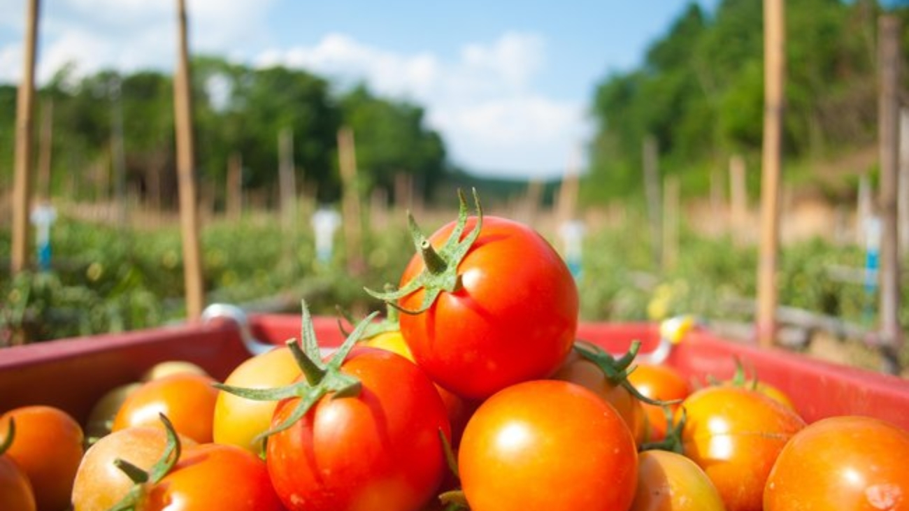 Close,Up,Red,Tomato,In,Field
